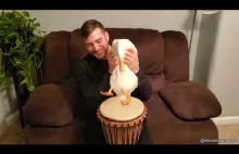 Kaczka grająca na perkusji
