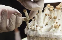 Kanada: Czworo chorych ma raka zgodę na terapię grzybami halucynogennymi