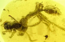 Ta prehistoryczna mrówka żuje swoją ofiarę od 99 milionów lat