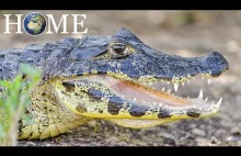 Pomarańczowe Krokodyle Jaskinne z Gabonu (Nat Geo Wild)