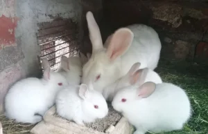 Bijemy rekord wykopań dla polskiej białej rasy.