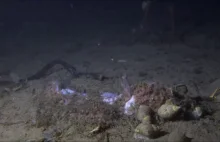 Co dzieje się z martwymi rybami na dnie oceanu?