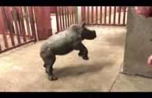 Mały nosorożec bawi się z opiekunem w zoo