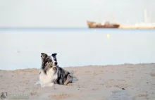 Uzdrowisko Kołobrzeg zawdzięczamy psom