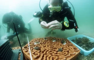 Płytki z terakoty do ratowania raf koralowych