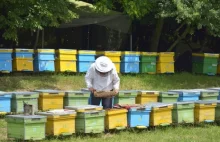 Pszczelarze z okolic Wuhan są odporni na Covid-19?