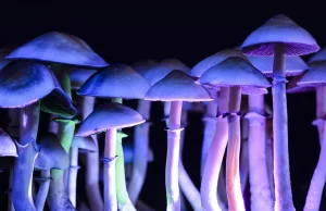 Kanada legalizuje grzybki halucynogenne dla nieuleczalnie chorych
