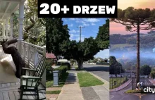 25 drzew, które zaadaptowały się do życia w mieście
