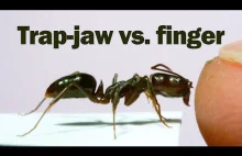Mrówka atakujaca palec