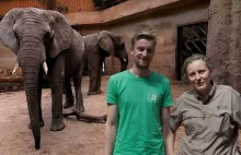 Konopie dla słoni! Innowacyjny projekt w Warszawskim Ogrodzie Zoologicznym