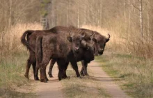 Kolejne narodziny w puszczańskiej augustowskiej rodzinie królewskiej (wideo)