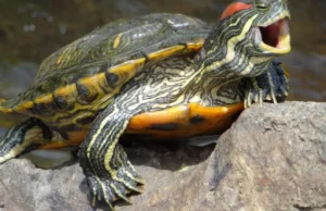 Podlaskie: turysta spotkał drapieżnego żółwia z USA