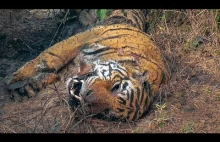 Tygrysie żale martwy kolega | BBC Earth