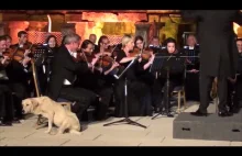 Pies wbija na koncert muzyki klasycznej