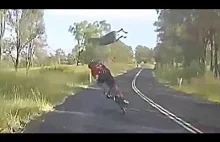 Jadąc na rowerze, uważaj na kangury!