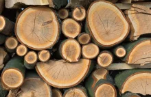 Senat jest przeciwko Unijnym zaleceniom palenia drewnem z lasów w elektrowniach