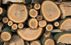 Senat jest przeciwko Unijnym zaleceniom palenia drewnem z lasów w elektrowniach