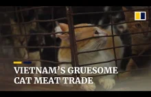 Ponad milion kotów rocznie jest zjadanych w Wietnamie.