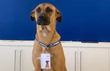 Poznajcie Tucsona, bezpańskiego psa, który został konsultantem...