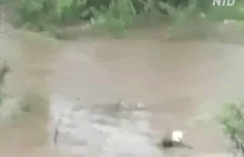 Suczka ratuje szczeniaka podczas powodzi w Chinach