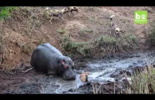 Hipopotam ratuje antylopę, a potem...
