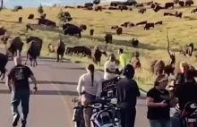 Kobieta podeszła bardzo blisko stada bizonów i szybko tego pożałowała