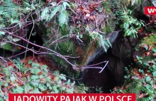 Najbardziej jadowity pająk w Polsce. Żyje w Bieszczadach
