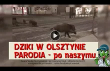 Dziki w Olsztynie - Parodia po naszymu