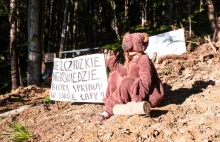 Miał być rezerwat przyrody, ale Lasy Państwowe zarządziły wycinkę