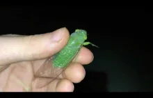 Zielona cykada krzyczy! :)