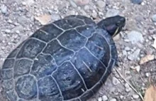 Drapieżny żółw z USA złapany w Wigierskim Parku Narodowym