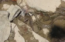 Wąż upolował rybę. Niezwykłe nagranie z Bieszczad