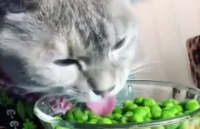 Kot jedzący warzywa i owoce