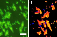 Bakteria po stu milionach lat nadal żywa!