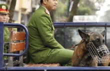 Korea Północna: Władze konfiskują psy. „Niektóre są sprzedawane do restauracji”