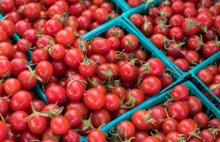 Agrounia wytropiła holenderskie pomidory w Auchan sprzedawane jako polskie