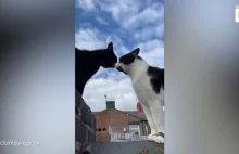 Inteligentna rozmowa dwóch kotów