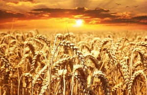 Nowy rekord świata: Ponad 17 ton pszenicy z hektara