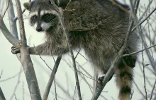 szop pracz - Raccoon