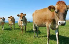 Jak bekające krowy mogą pomóc w walce z globalnym ociepleniem