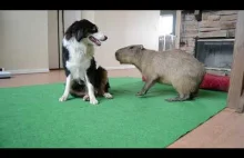 Pies i Kapibara