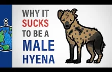 Dlaczego bycie samcem hieny jest do bani