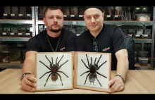 Odbieranie kokonu największego pająka świata