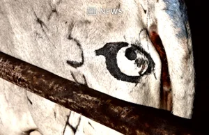 Malowanie oczu na tyłkach krów odstrasza drapieżniki – pokazują badania