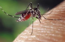 77-latek zmarł po ugryzieniu przez komara