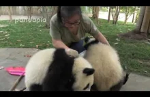 Co zrobiły pandy, kiedy opiekun sprzątał liście