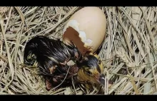 Baby Duck Hatching | Egg Hatching