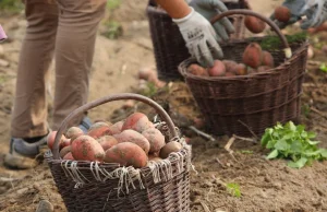 Polska w uprawie ziemniaka będzie znów potęgą?