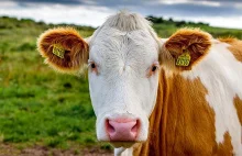 Oporność na antybiotyki: Nadużywanie antybiotyków w hodowli zwierząt a...