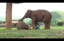 Słoń nalega aby jej opiekun przestał spędzać czas z gośćmi i zajmował się tylko